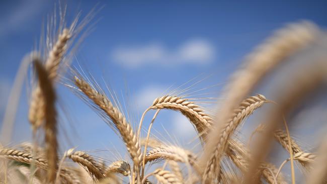 Outlook bright: Australian wheat and canola could make up the shortfall caused by the poor season in Europe, says Rabobank.