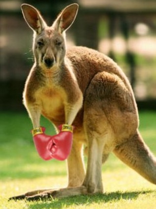 A woman has been attacked by a kangaroo at Coombabah. Photo: Supplied