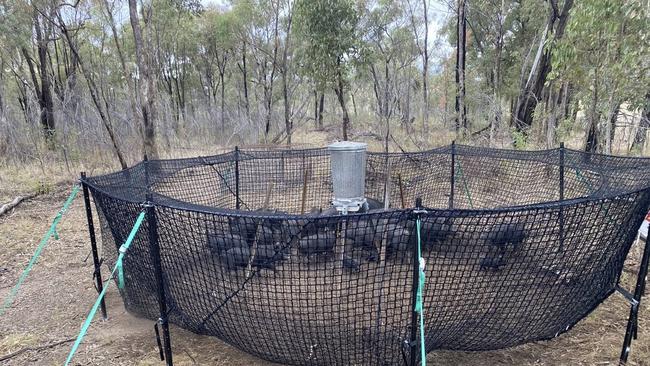 A pig trap used by Local Land Services across NSW. Image: supplied