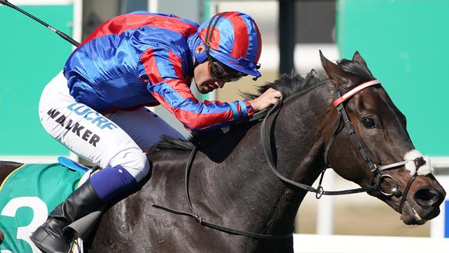 Prince Of Arran has a great chance to improve on his third in last year’s Melbourne Cup. Picture: AAP