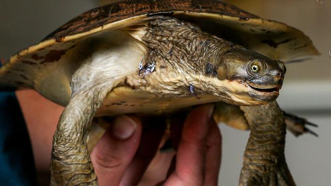 Teacher feeds puppy to turtle in front of class: reports | news.com.au ...