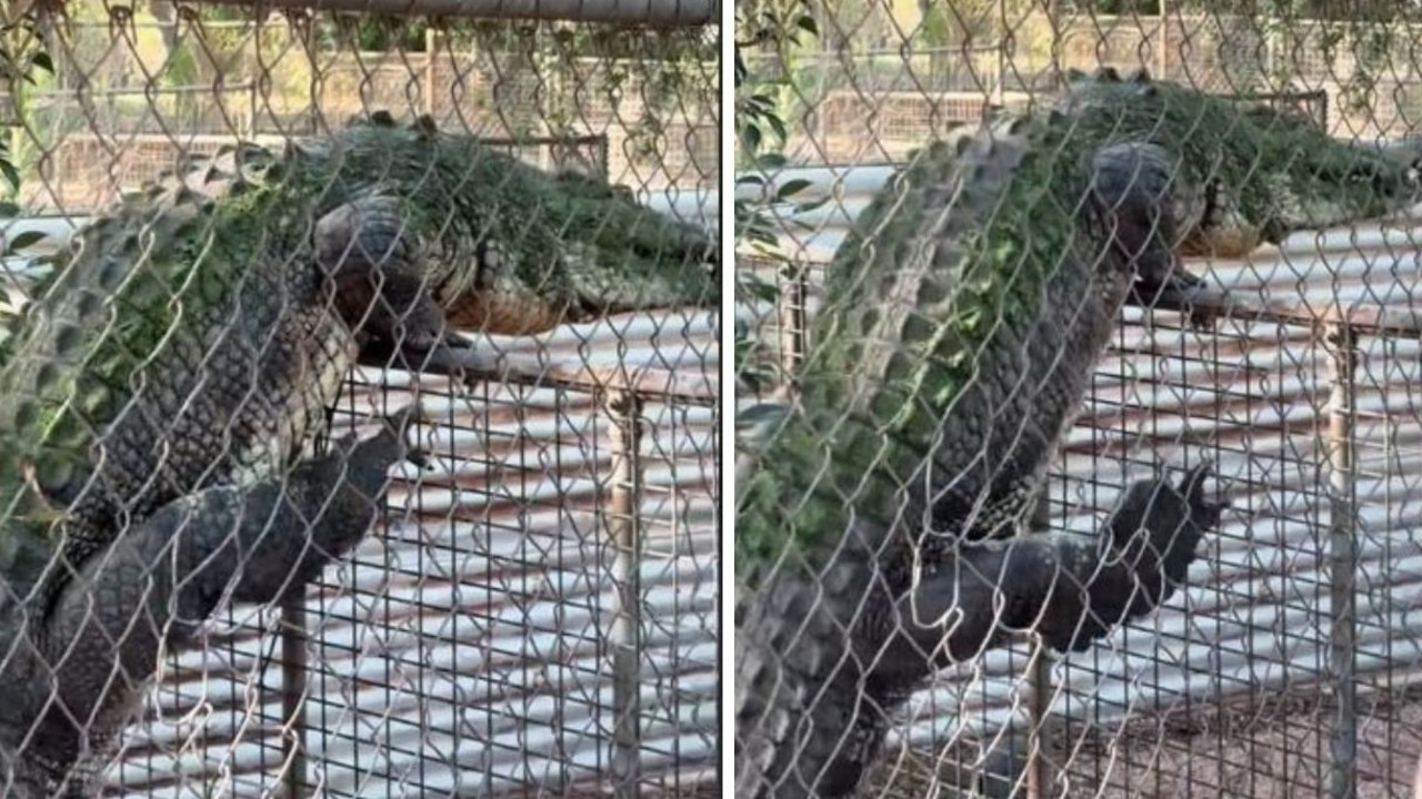 Giant croc climbs fence in horrifying clip