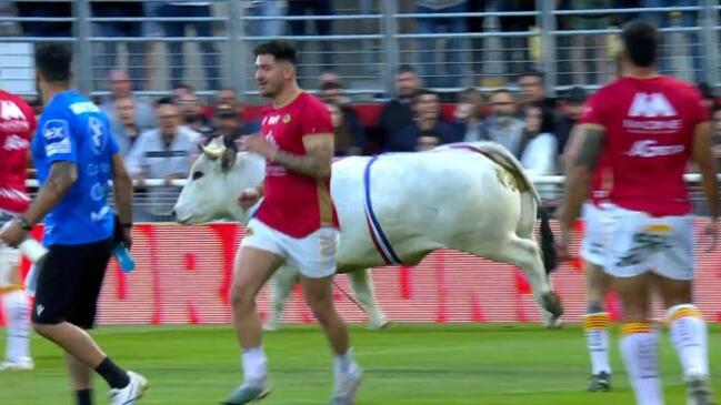 Bull rampages through Catalans Dragons warm up!