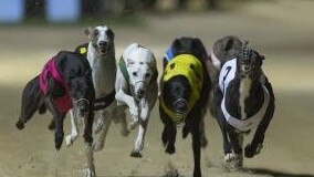 Greyhound trainers from around the country have been putting their dogs through their paces ahead of the July Winter Carnival at Grafton Greyhound Racing Club.