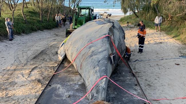 Clayton’s Towing undertook the mammoth task on Wednesday, strapping the dead whale to a super tilt tray and taking it to be buried in “one big hole” elsewhere. Picture: Clayton’s Towing