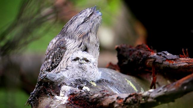 A tawny frogmouth chick with its father in the fallen tree at Lenah Valley. Pictures: SAM ROSEWARNE