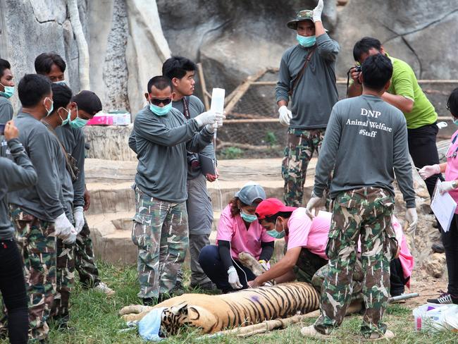 Wildlife officials sedate a tiger at the Tiger Temple. Picture: AP