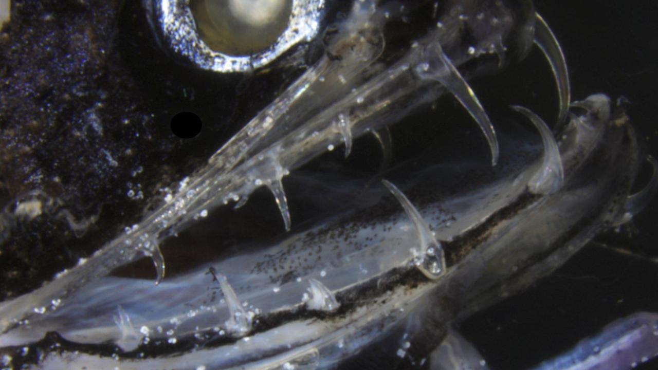 Scientists Study Transparent Teeth Of Deep-sea Predator Dragonfish ...