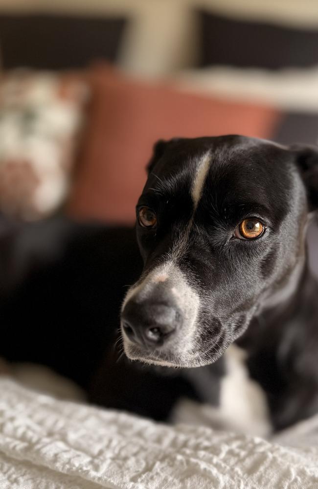 A pooch portrait shot on the iPhone 16 Pro Max with photographic styles applied. Photo: Mark Furler