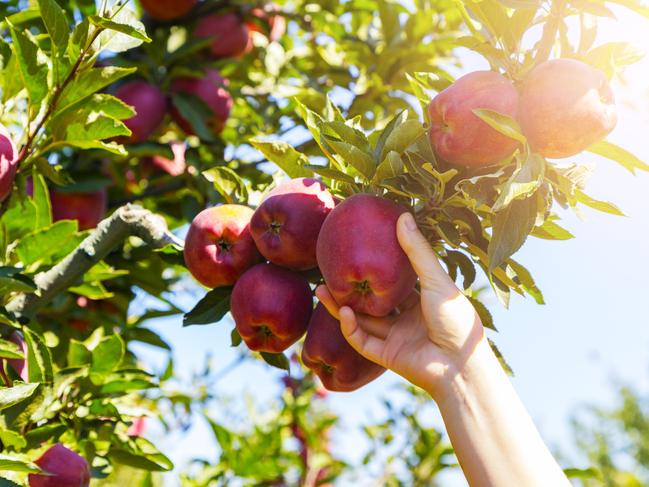 Fresh, organic apple plucked from the branch.