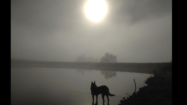Rolly the Kelpie on a foggy morning in Springfield. Picture: James Clement