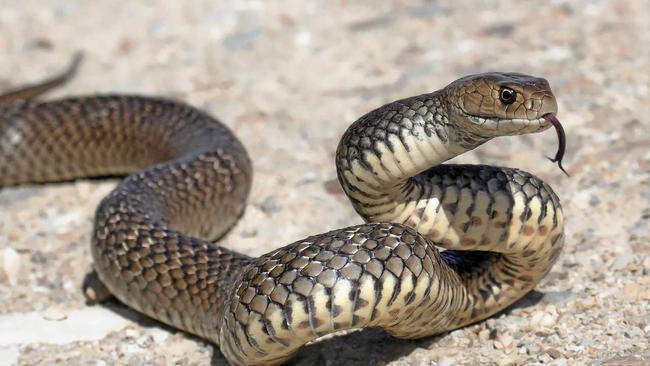 SURPRISE: Kirra Nate Rivers was bitten by what she suspects was a juvenile brown snake earlier this week. Picture: Thinkstock