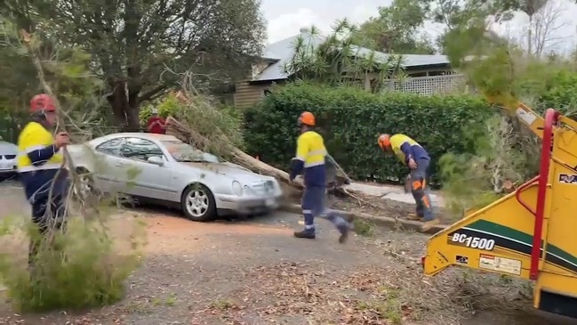 Clean-up after Brisbane storm fells trees in Bulimba