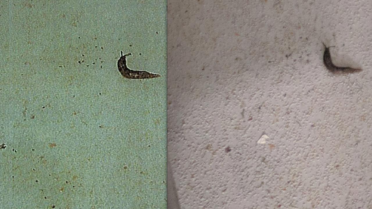 A photo (left) showing a slug found at iCook Foods that was sent to owners, compared to the original photo (right) taken during a health inspection.