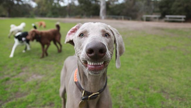 Taking your pooch along will make it as happy as Captain (follow Captain’s adventures on Instagram @tomandcaptain)