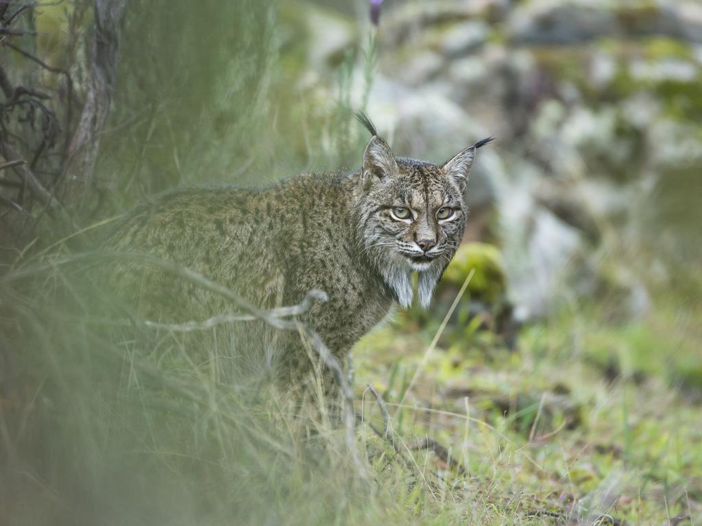 Wildlife Photographer of the Year: Glimpse of a lynx Laura Albiac Vilas, Spain Finalist 2017, Young Wildlife Photographer of the Year, 11-14 Years Laura had seen many of Spain’s wild animals, but never the illusive Iberian lynx, an endangered cat found only in two small populations in southern Spain. Unlike the larger European lynx, the Iberian lynx feeds almost entirely on rabbits. So a disease that wipes out the rabbit population can be catastrophic. They also need a particular blend of open scrub and natural cavities for natal dens. Laura’s family travelled to the Sierra de Andújar Natural Park in search of the lynx – and struck lucky on their second day – a pair were relaxing not far from the road. There were many photographers there but an atmosphere of ‘respect’. Laura watched for an hour and a half, the only sound being the whirr of cameras if a cat glanced in their direction. ‘The animals’ attitude surprised me. They weren’t scared of people – they simply ignored us,’ says Laura. ‘I felt so emotional to be so close to them.’