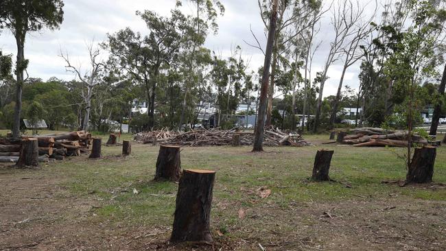 A large quantity of gum trees have been chopped down at TSS. Picture: Glenn Hampson.