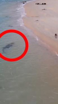 Huge croc stalks dog off Far North QLD beach