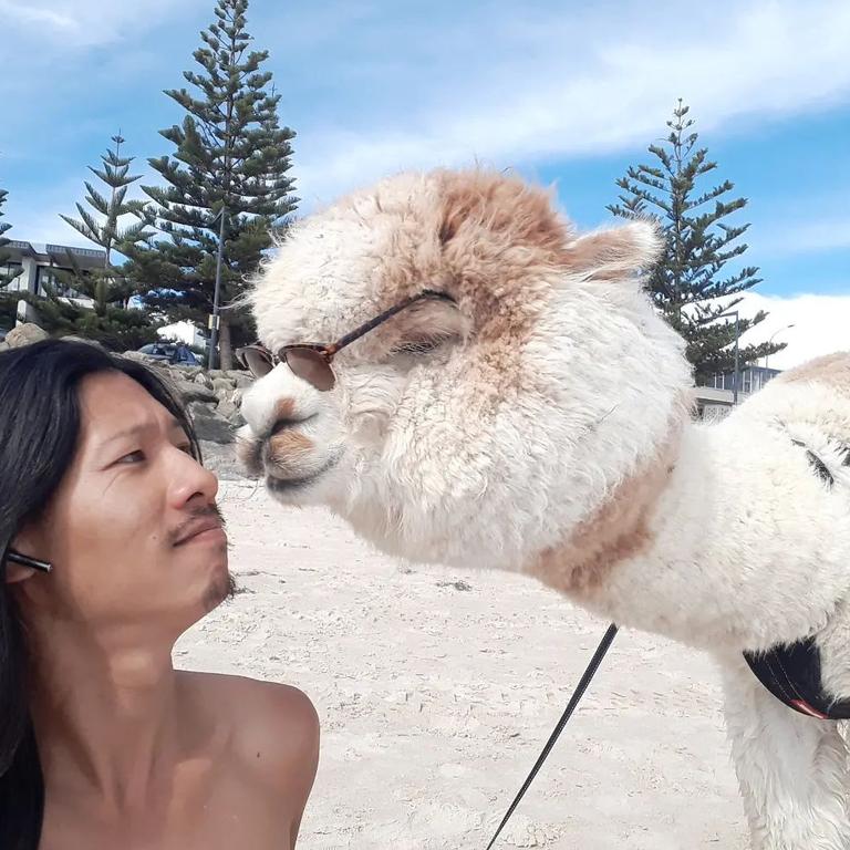 Jeff Cheng and Alfie The Alpaca. Picture: @alfie_the_alpaca_in_adelaide