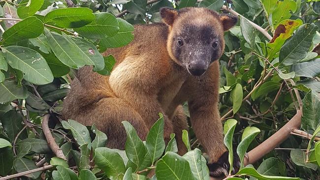 Lumholtz's tree kangaroos are rare, long-tailed marsupials that live . (Supplied)