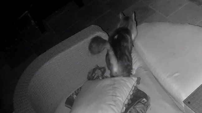 Still image of CCTV footage of a nuisance cat spraying urine onto outdoor lounge. Picture: Mount Barker District Council