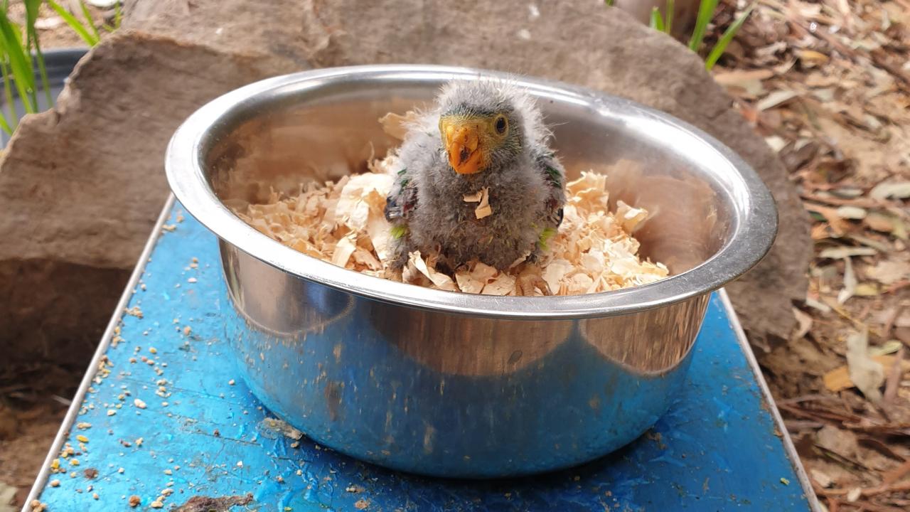 Zoodoo zoo in Tasmania successfully breeds swift parrots | The Mercury