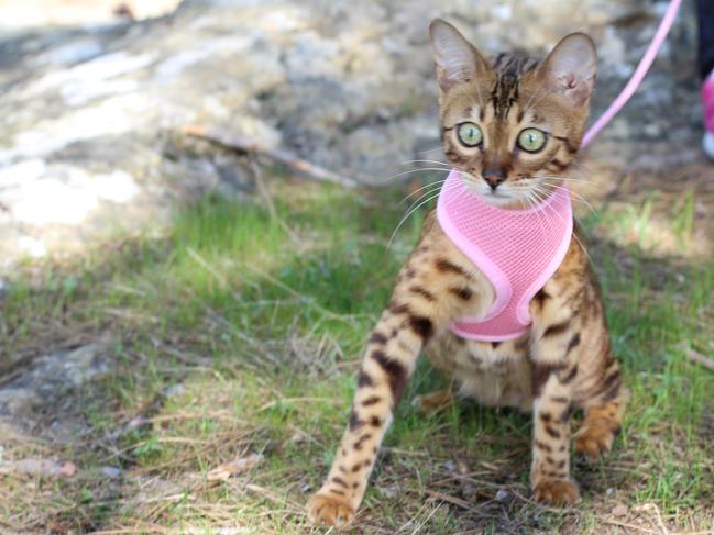 Would you walk your cat on a harness? Picture: iStock