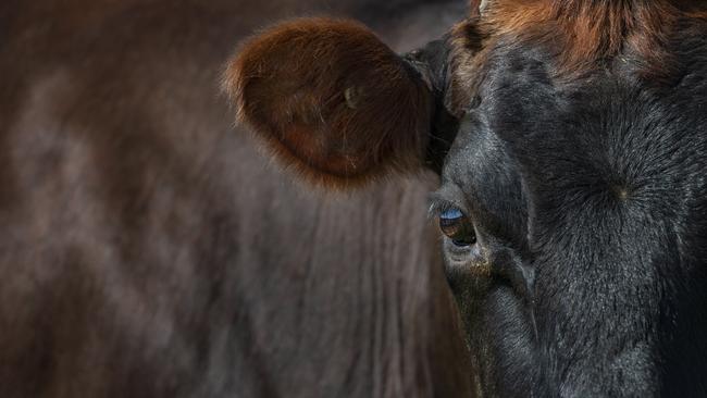 A Victorian farmer has received a lifetime ban from owning or being in charge of livestock. File picture: Zoe Phillips