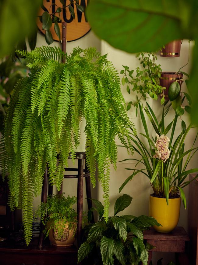 Gaylene’s plants are in all the rooms, including the bathroom