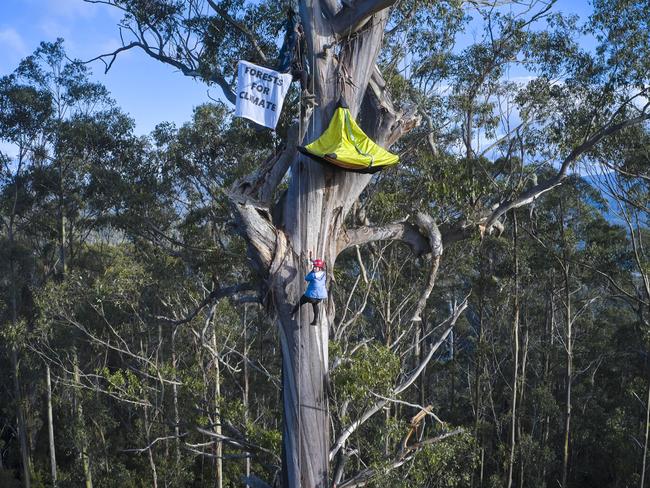 Bob Brown Foundation protesters occupy an area in the Styx Valley due to be logged by Sustainable Timber Tasmania.