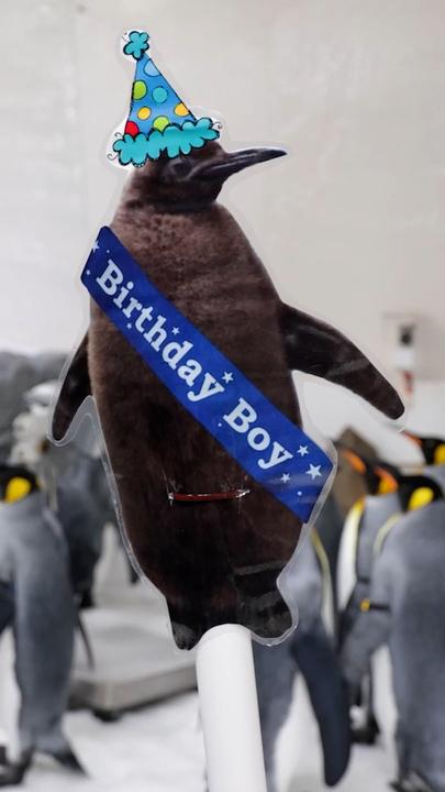 Pesto the viral penguin celebrates first birthday at Sea Life, Melbourne