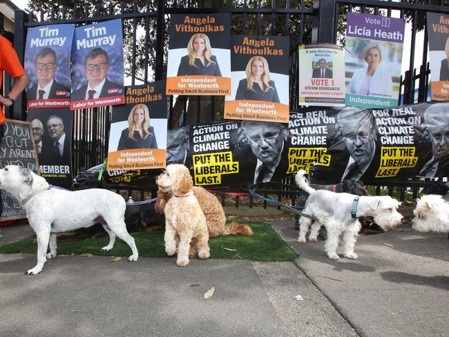 Dogs wait for their owners to vote at the Bondi Beach Public School polling booth for the Wentworth by-election. Picture: AAP/Bob Barker