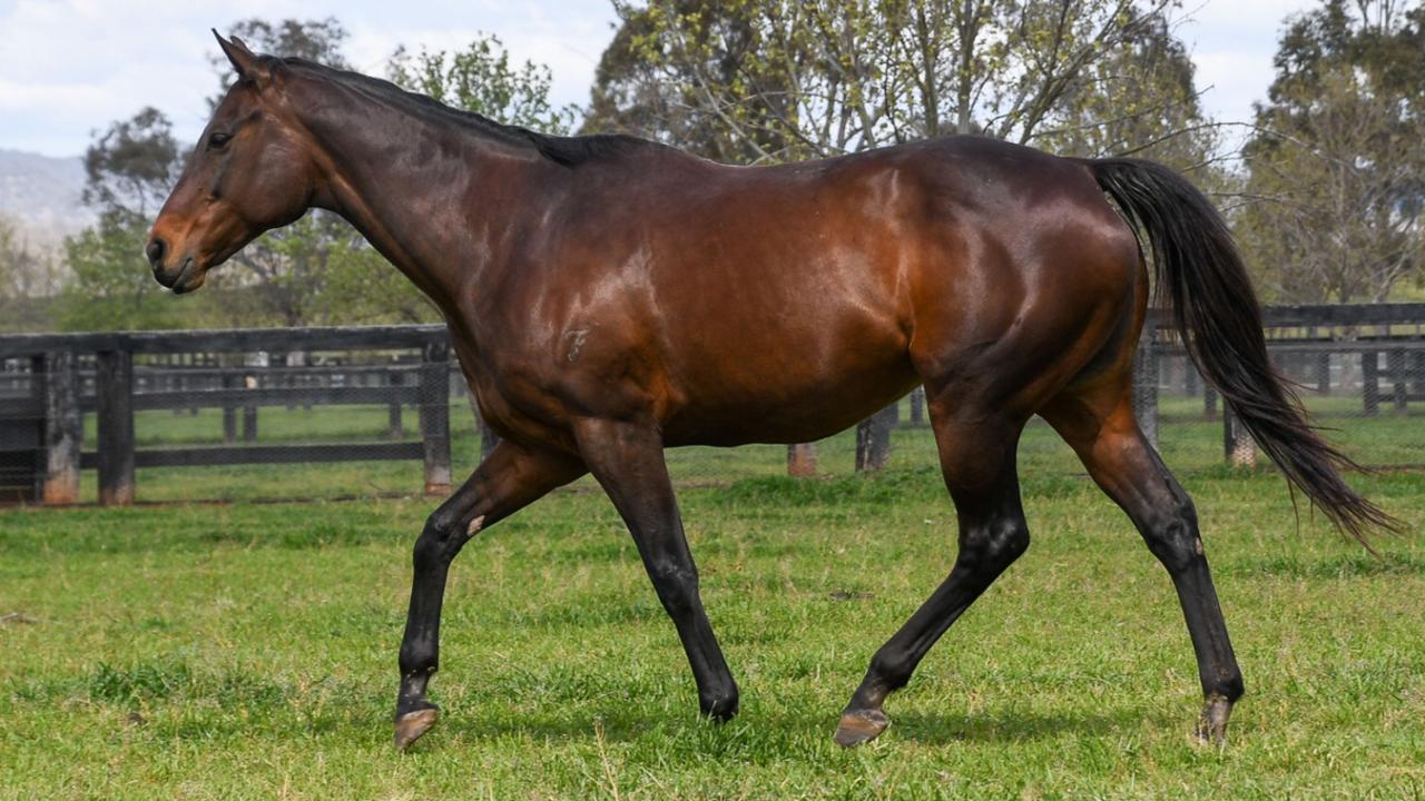 Former champion mare Winx was confirmed in foal to Pierro. Picture: Supplied