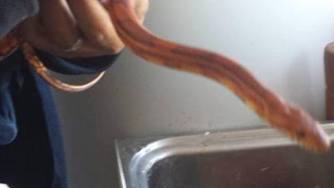 Illegal corn snake found in Bidwill house.