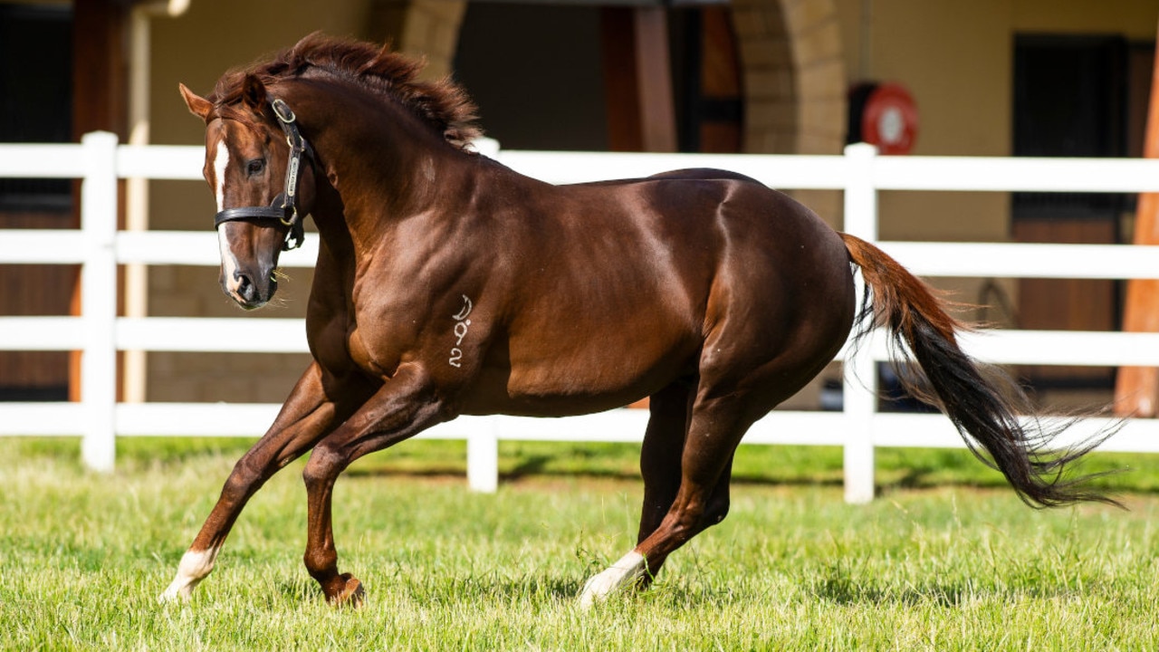 Champion stallion Written Tycoon is the sire of Coolangatta. Picture: courtesy Yulong Farm