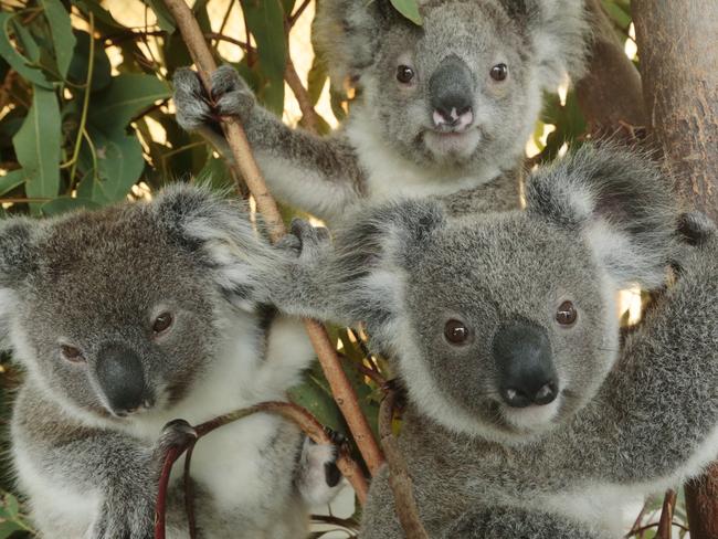 HOLD COURIER MAIL SUNDAY FOR MONDAY 9 month old rescue Koalas Balou (at front) with from leftTatiana, Zidane and Bobo who are being rehabilitated and cared for byAnnika Lehmann of Moreton Bay Koala Rescue. Photo Lachie Millard