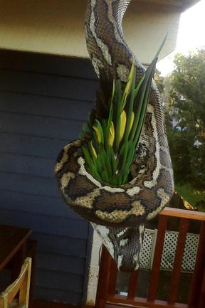 Photo courtesy Brisbane Snake Catchers. Phone 0434 146109. www.brisbane-snake-catcher.com.au