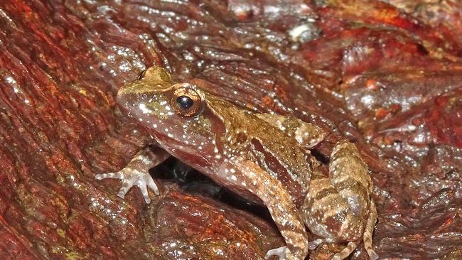 The Kroombit Tinker Frog is considered critically endangered