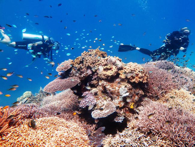 Scuba divers explore coral gardens teeming with fish life on Saxon Reef, part of the Great Barrier Reef Marine Park off the coast of Cairns. Picture: Brendan Radke