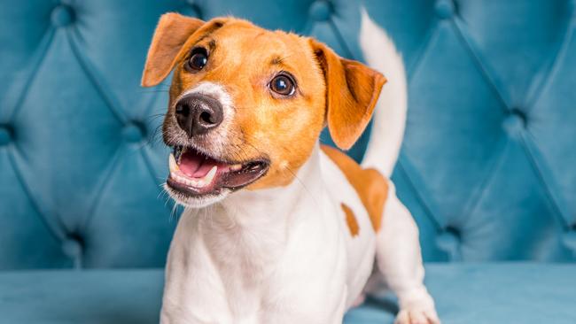 Soft sofa. Furniture background. Dog lies on turquoise velour sofa. Cozy and comfortable home interior.