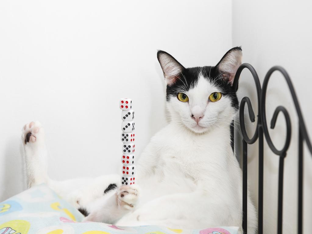 Bibi - Most dice balanced on cats paw. Picture: Joshua Paul/Guinness World Records