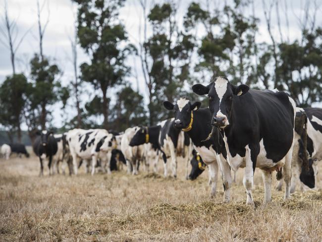 Will this be a record year for milk prices?