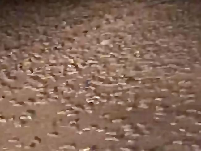 The stuff of nightmares. A screen grab taken from Ben Storer's iPhone footage of the mice plague at his family farm located outside of Warren in NSW. Thousands of mice can be seen scattering across the road near his hay shed. Supplied: Ben Storer