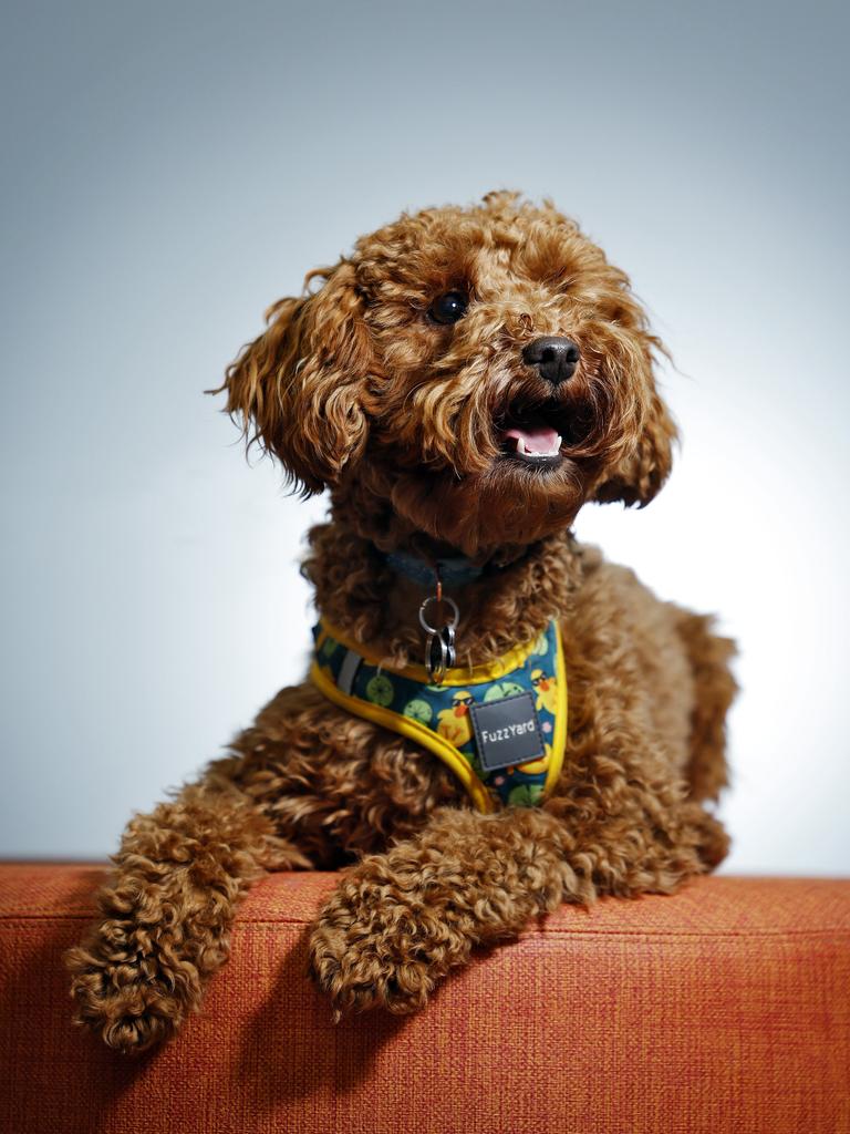 Pet Insurance Australia has revealed the most popular dog breeds in the country. The Cavoodle continues its reign at the top as number one. Its mix of intelligence, affectionate nature, and low-shedding coat makes it a favourite for Aussie families, particularly those in apartments or with allergy concerns. Picture: Sam Ruttyn