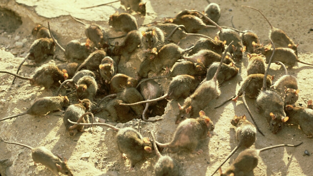 Media announcements won’t help famers experiencing ‘worst mouse plague in decades’