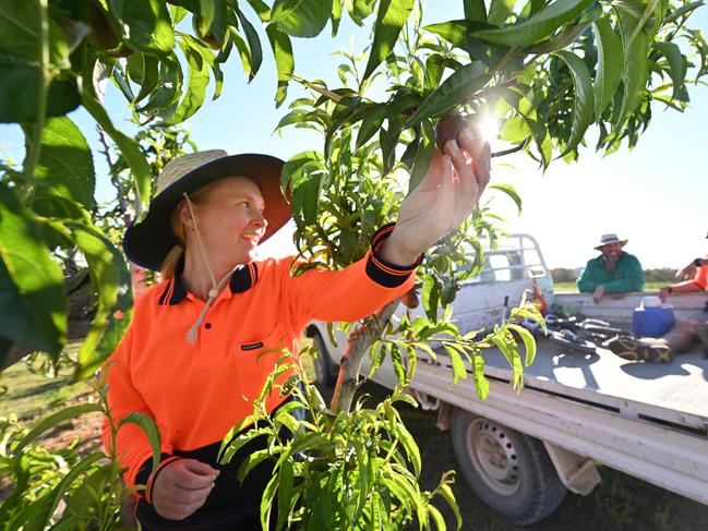 24709/2020: Stonefruit grower Angus Ferrier, with backpacker workers Eleanor Smith 24 from the UK and her partner Kilian Hoeckman 26 from Belgium, thinning Nectarine trees so the fruit will triple in size on his property west of Stanthorpe, southern QLD.  Angus has described the impact the picking shortage could have on the industry. It's tough for the region because last year they were crippled by drought, whereas this year it's the looming shortage that's the problem.  Pic Lyndon Mechielsen