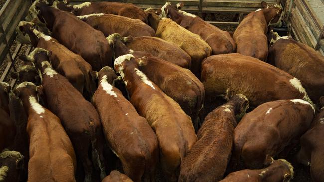 Rabobank forecast US beef production would fall by 3 per cent in 2023 and by between 2 per cent and 5 per cent by 2026. Picture: Zoe Phillips