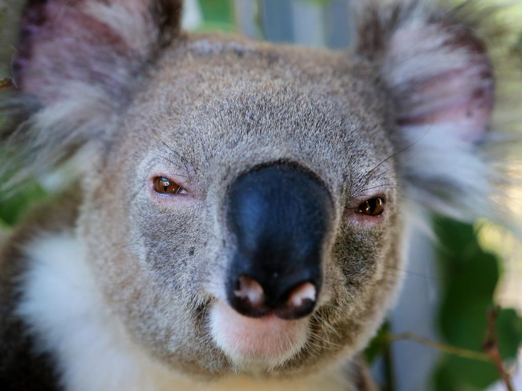 Devastating': Australian scientists race to save endangered wild koalas  from chlamydia