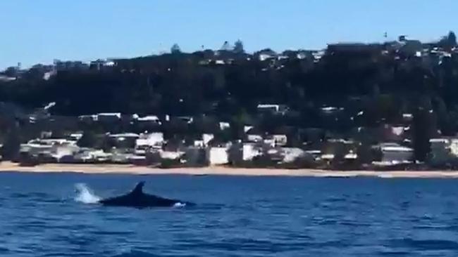 A screen grab of one of the false killer whales on the northern beaches over the past few days. Picture: Sam Stead