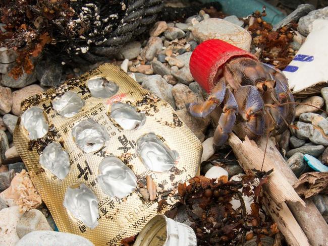 Crabs living in trash | Herald Sun